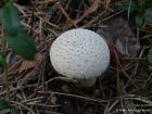 Lycoperdon perlatum