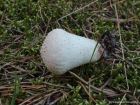 Lycoperdon perlatum