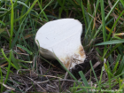 Lycoperdon pratense