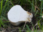 Lycoperdon pratense