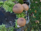 Lycoperdon pyriforme