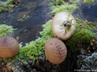 Lycoperdon pyriforme