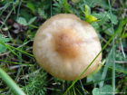 Marasmius oreades