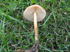 Marasmius oreades