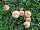 Marasmius oreades