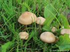 Marasmius oreades