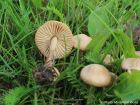 Marasmius oreades