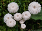 Marasmius rotula