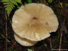 Megacollybia platyphylla