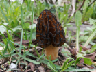 Morchella elata