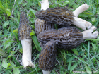 Morchella elata