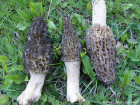 Morchella elata