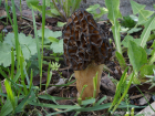 Morchella elata