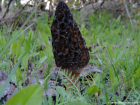 Morchella elata