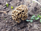 Morchella esculenta