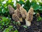 Morchella esculenta