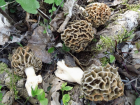 Morchella esculenta