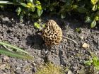 Morchella esculenta