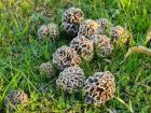 Morchella esculenta