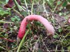 Mutinus ravenelii