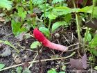 Mutinus ravenelii