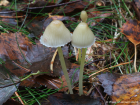 Mycena epipterygia