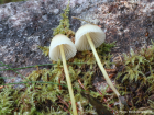 Mycena epipterygia