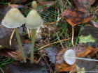 Mycena epipterygia