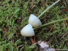 Mycena epipterygia