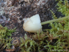 Mycena epipterygia