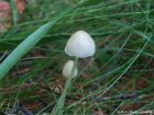 Mycena epipterygia