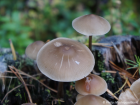 Mycena galericulata