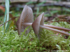 Mycena galericulata