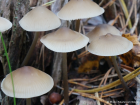 Mycena galericulata