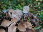 Mycena galericulata