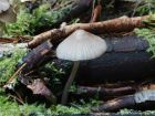 Mycena galericulata