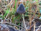 Mycena galopus var. leucogala
