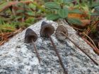 Mycena galopus var. leucogala