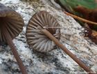 Mycena galopus var. leucogala