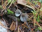 Mycena galopus var. leucogala