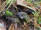 Mycena galopus var. leucogala