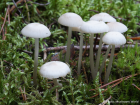 Mycena laevigata