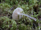 Mycena laevigata