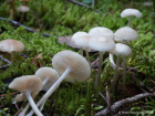 Mycena laevigata