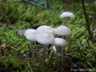 Mycena laevigata