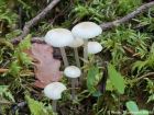 Mycena laevigata