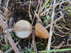 Mycena plumipes