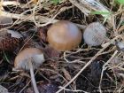 Mycena plumipes