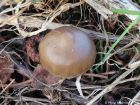 Mycena plumipes