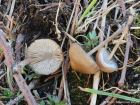 Mycena plumipes